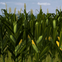 Fájl:Kukoricaföld.png