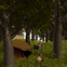 Zöldfülű tábor az erdőben
