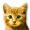 Aranyszínű cica